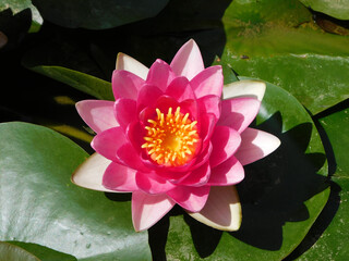 pink water lily in the pond