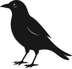 crow on a white background