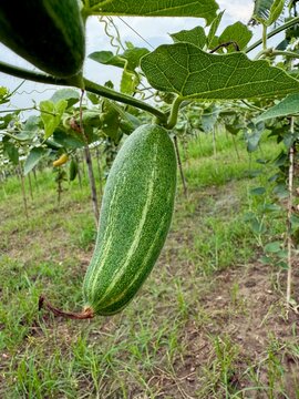 Pointed gourd Vegetable