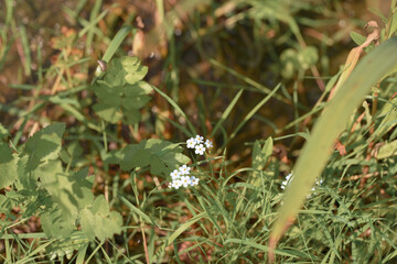 butterfly on grass