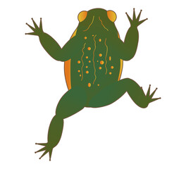 Green toad with spotted skin. Witch s familiar, totem animal, magical pet. Swamp toad vector illustration.