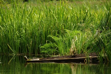 rzeczna łąka, river meadow