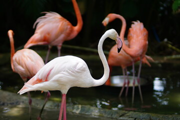 White flamingos standing together at the zoo