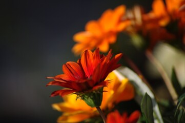 kwiaty w ogodzie, flowers in the garden