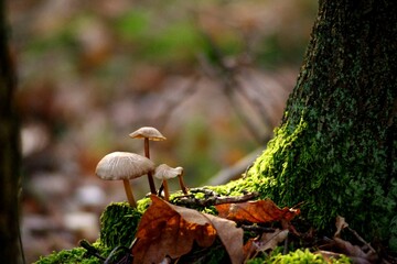 gzyby leśne, forest mushrooms