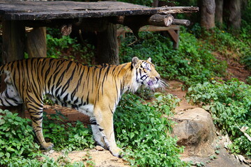 A ferocious tiger is waiting for food.