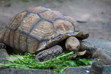 An old turtle is eating food at the zoo
