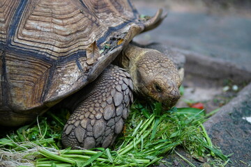 An old turtle is eating food at the zoo