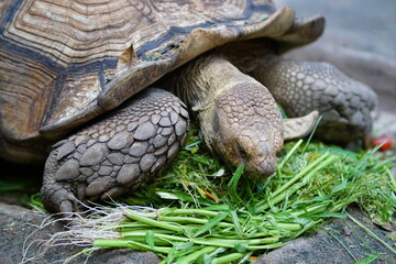 An old turtle is eating food at the zoo