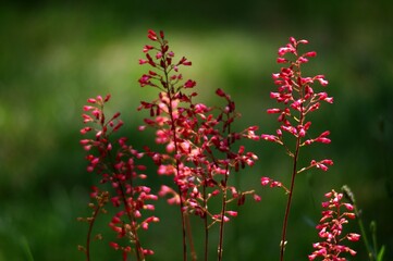 rośliny letnie, summer plants
