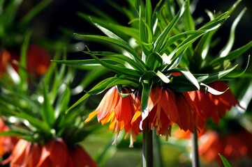 kwiaty, flowers, lato, summer