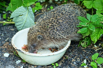 one beautiful prickly funny gray with a nose hungry domestic funny and needles shy hedgehog sits in a white round enamel bowl and eats food near green leaves during the day outside © FEDOR