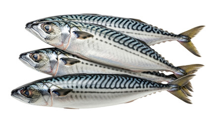 Isolated Mackerel Fish