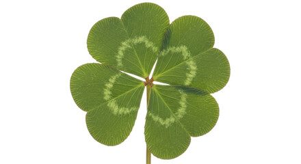 Isolated Four Leaf Clover