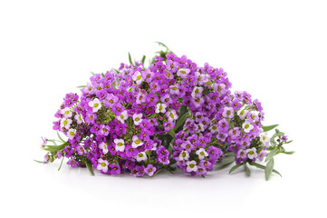 Violet flowers of alyssum.