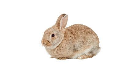 Fototapeta premium Adorable Light Brown Rabbit Sitting on White Background