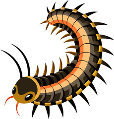 Millipede on a white background