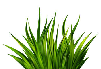 Fototapeta premium Green grass on field. Border of lawn plants. Realistic nature garden and meadow illustration. Long vegetation leaves. Summer fresh foliage