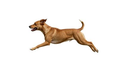 Energetic Brown Dog in Mid-Leap Against Transparent background