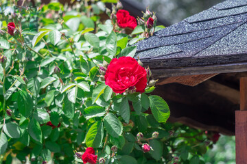 Beautiful red rose flowers growing in country rose garden. Rosebush abundant blooming in summer. Nature background with flowering scarlet roses. Natural floral blooming garden or park family rosa.