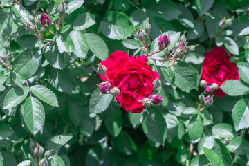 Beautiful red rose flowers growing in country rose garden. Rosebush abundant blooming in summer. Nature background with flowering scarlet roses. Natural floral blooming garden or park family rosa.