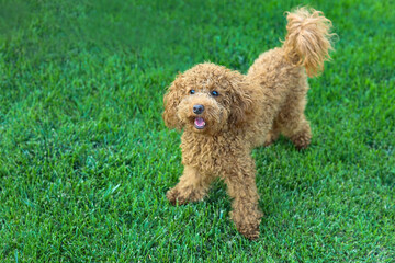 dog on grass