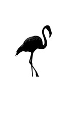 Obraz premium the silhouette of a pink flamingo standing on its hind legs bird, black, flamingo, leg, pink, silhouette, stand, walk , Generative art.