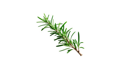 Naklejka premium Fresh Rosemary Sprig Isolated on Transparent background