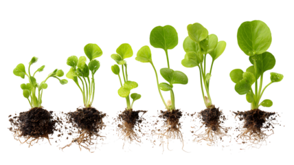 A small, young green seedling with a developing leaf is sprouting from the soil, symbolizing new life and growth in nature