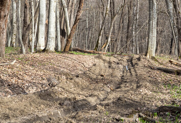 a wet dirt road in the spring season in a wooded area