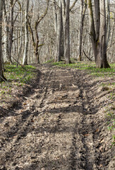 a wet dirt road in the spring season in a wooded area