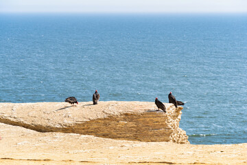 Turkey Vultures (Cathartes aura) on the cliffs at Paracas National Reserve, Peru.