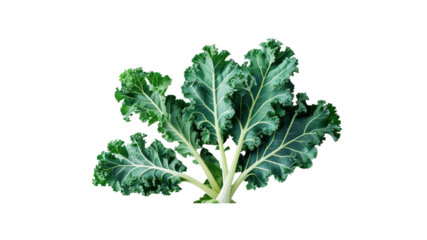 Fresh Green Kale Leaves - Healthy Eating Concept
