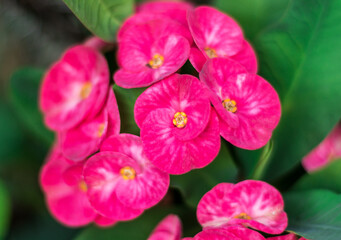Naklejka premium Euphorbia milli or Crown of Thorns flower on green leaf background in the garden.Pink euphorbia mili flower in nature garden.