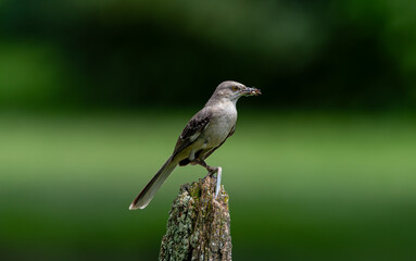 Northern mockingbird on post with food for young. It is common and conspicuous in suburban habitats and brushy fields. It feeds on insects and fruits.