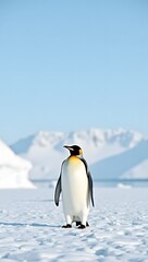 Obraz premium Emperor penguins standing on snow and ice in Antarctica