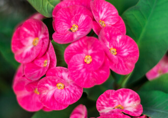 Euphorbia milli or Crown of Thorns flower on green leaf background in the garden.Pink euphorbia...