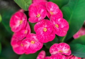 Euphorbia milli or Crown of Thorns flower on green leaf background in the garden.Pink euphorbia mili flower in nature garden.