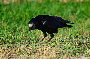 Saatkrähe mit Futter im Schnabel // Rook with food in its beak (Corvus frugilegus)