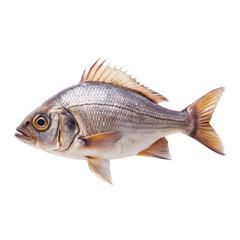 Fototapeta premium benthic fish png bottom-dwelling fish png sea floor fish png marine bottomfish png transparent background image