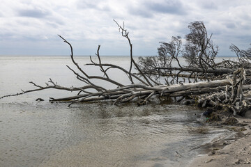 Storm battered Baltic Sea coastline with fallen trees illustrating dramatic coastal erosion
