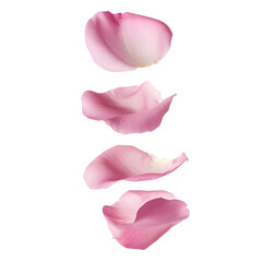 Falling pink rose petals Isolated on Transparent Background