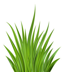 Green grass illustration. Field plants. Border with realistic garden plants. Long leaves fresh foliage. Farm land vegetation