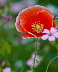 bright red wildflower