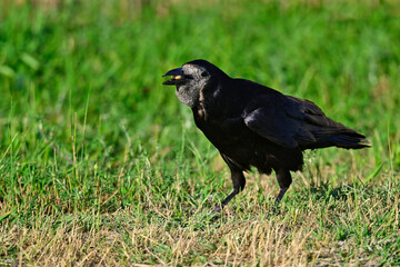 Rook with food in its beak // Saatkrähe mit Futter im Schnabel (Corvus frugilegus)