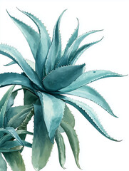 Cool Toned Blue Green Aloe Plant Botanical Art Isolated On A White Canvas