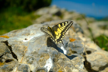 Swallowtail butterfly sitting on a stone