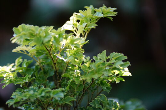 Polyscias fruticosa It is a plant in the Araliaceae family. In Thailand, it is used as an ornamental plant.