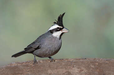 Soldadito chaqueño ave en una rama