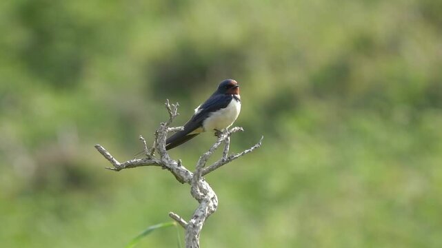 Swallow (Hirundo leucosoma) perched on a branch during the early summer which is often called a barn swallow, close-up bird photography stock video footage clip